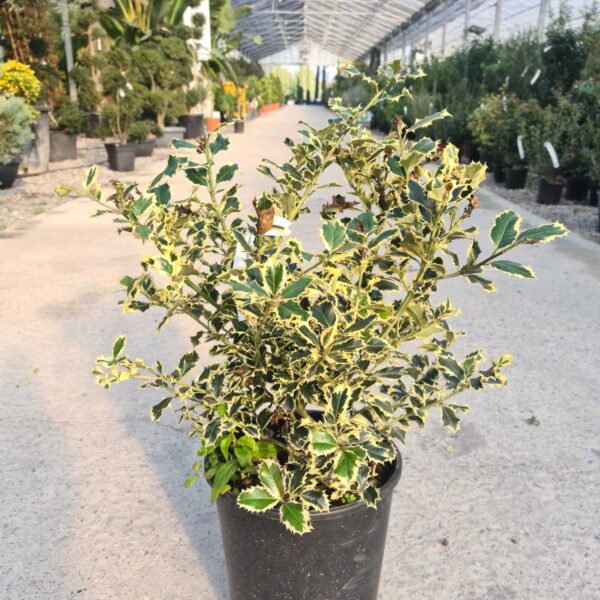 Ilex aquifolium 'ARGENTEOMARGINATA'