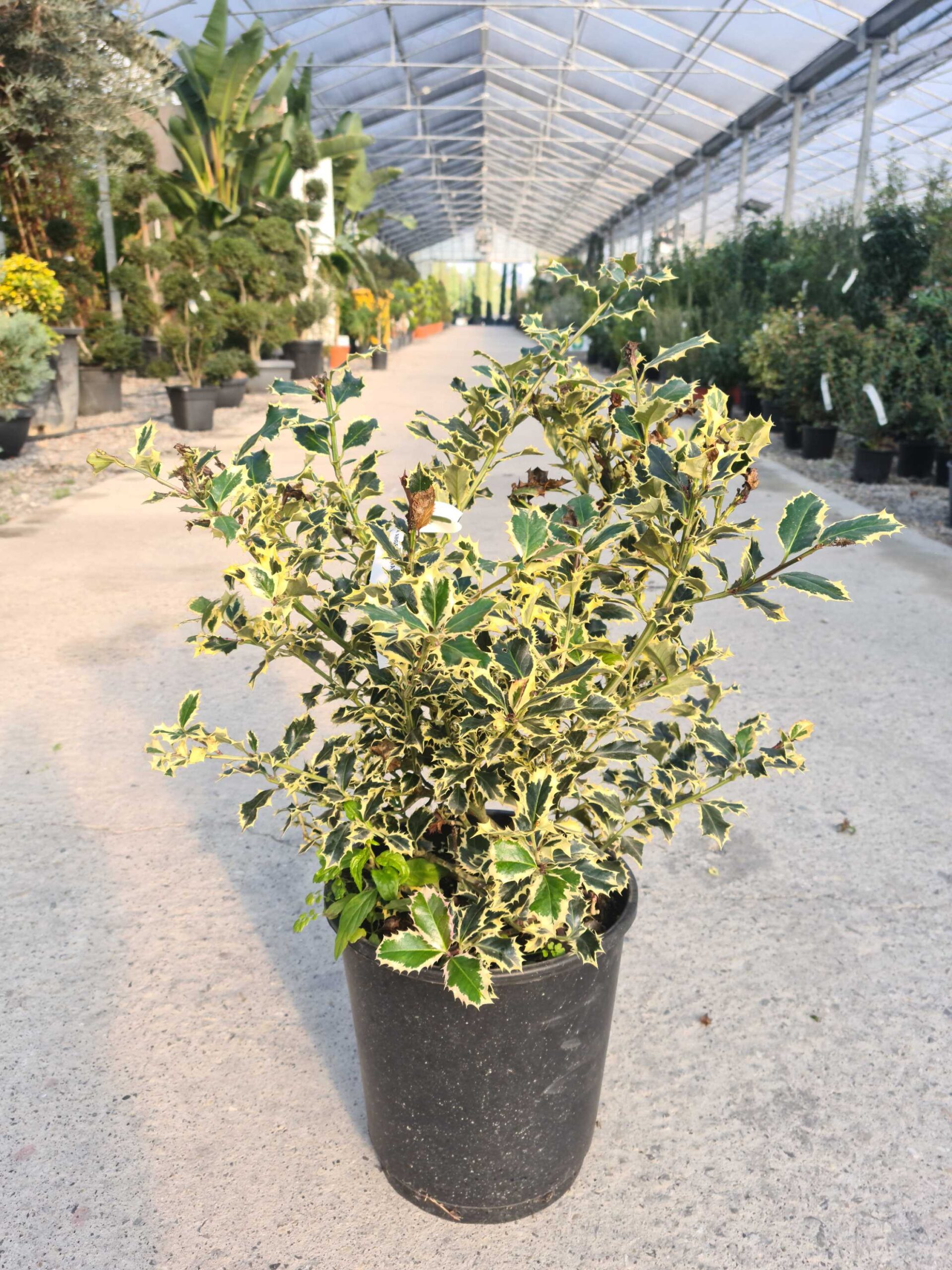 Ilex aquifolium 'ARGENTEOMARGINATA' Ilex aquifolium 'ARGENTEOMARGINATA' - slika 1
