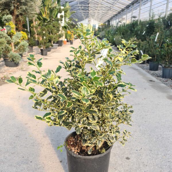 Ilex aquifolium 'ARGENTEOMARGINATA'