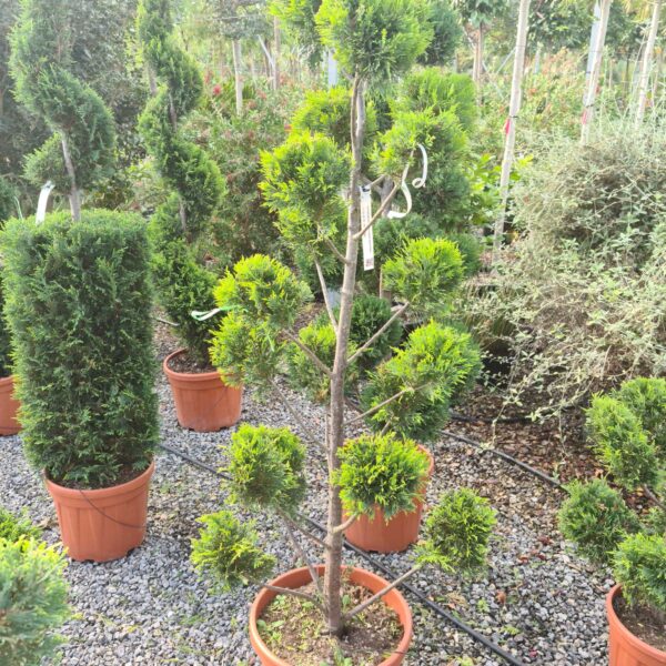 Cupressocyparis leylandii 'Gold Rider ' (Leylandova cipresa)