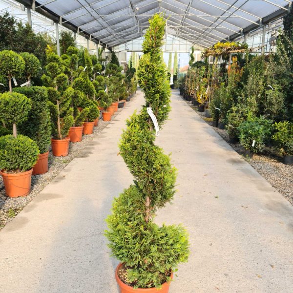 Cupressocyparis leylandii ‘Gold Rider’ (Zlati leylandijski cipres – SPIRALE)