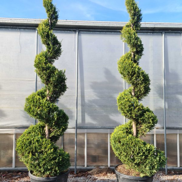 Cupressocyparis leylandii 'Castlew. Gold ' (Leylandova cipresa - SPIRAL)