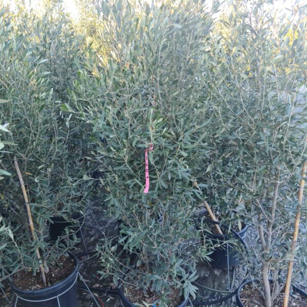Olea europaea 'CIPRESSINO'