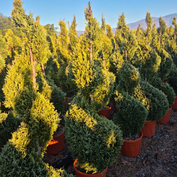 Cupressocyparis leylandii ‘Gold Rider’ (Zlati leylandijski cipres – SPIRALE)