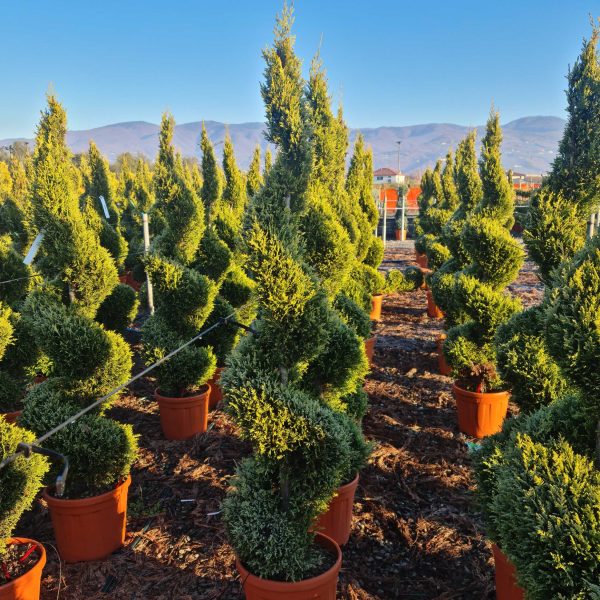 Cupressocyparis leylandii 'Castlew. Gold ' (Leylandova cipresa - SPIRAL)