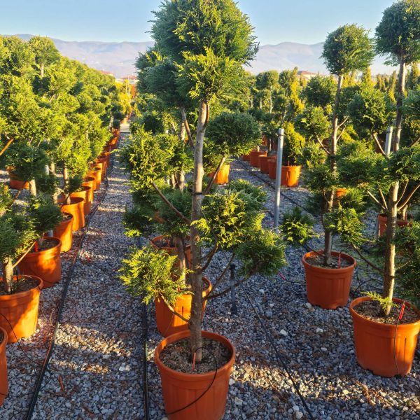 Cupressocyparis leylandii (Lejlandova cipresa)