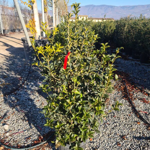 Osmanthus × FORTUNEI