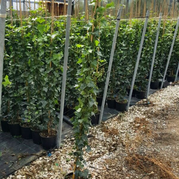 Hedera hibernica (Irski bršljan)