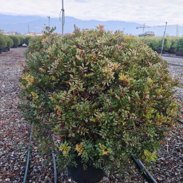 Pistacia lentiscus