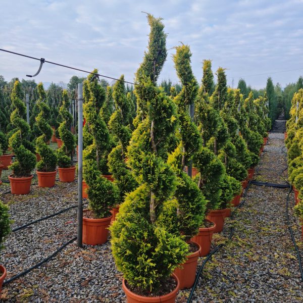 Cupressocyparis leylandii ‘Gold Rider’ (Zlati leylandijski cipres – SPIRALE)