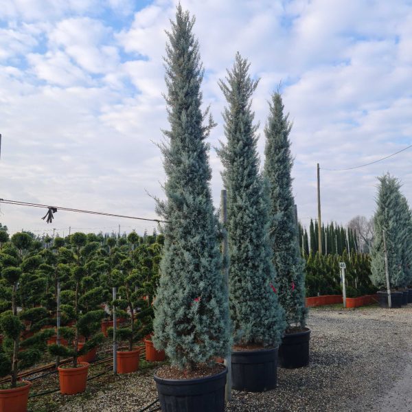 Cupressus arizonica 'Fastigiata' (Arizonska cipresa )