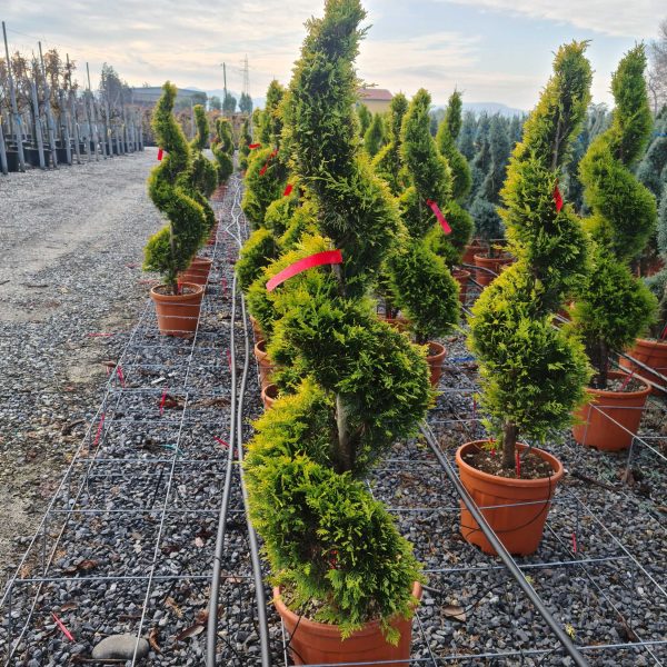 Cupressocyparis leylandii ‘Gold Rider’ (Zlati leylandijski cipres – SPIRALE)