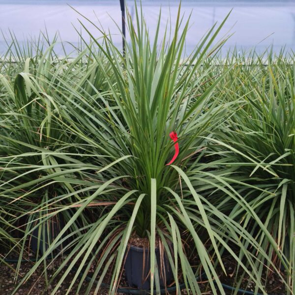 Cordyline australis – novozelandska kordilina