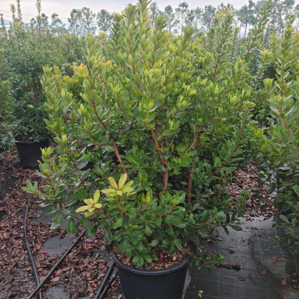 Arbutus unedo (Navadni jagodnjak)