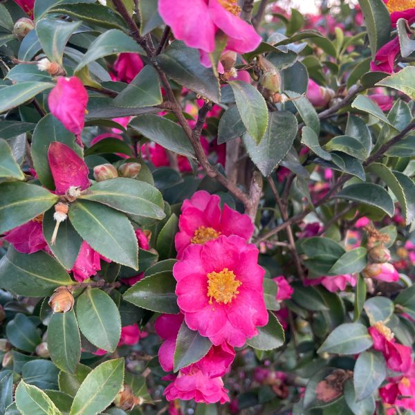 Camellia sasanqua 'Kanjiro' (Kamellija)