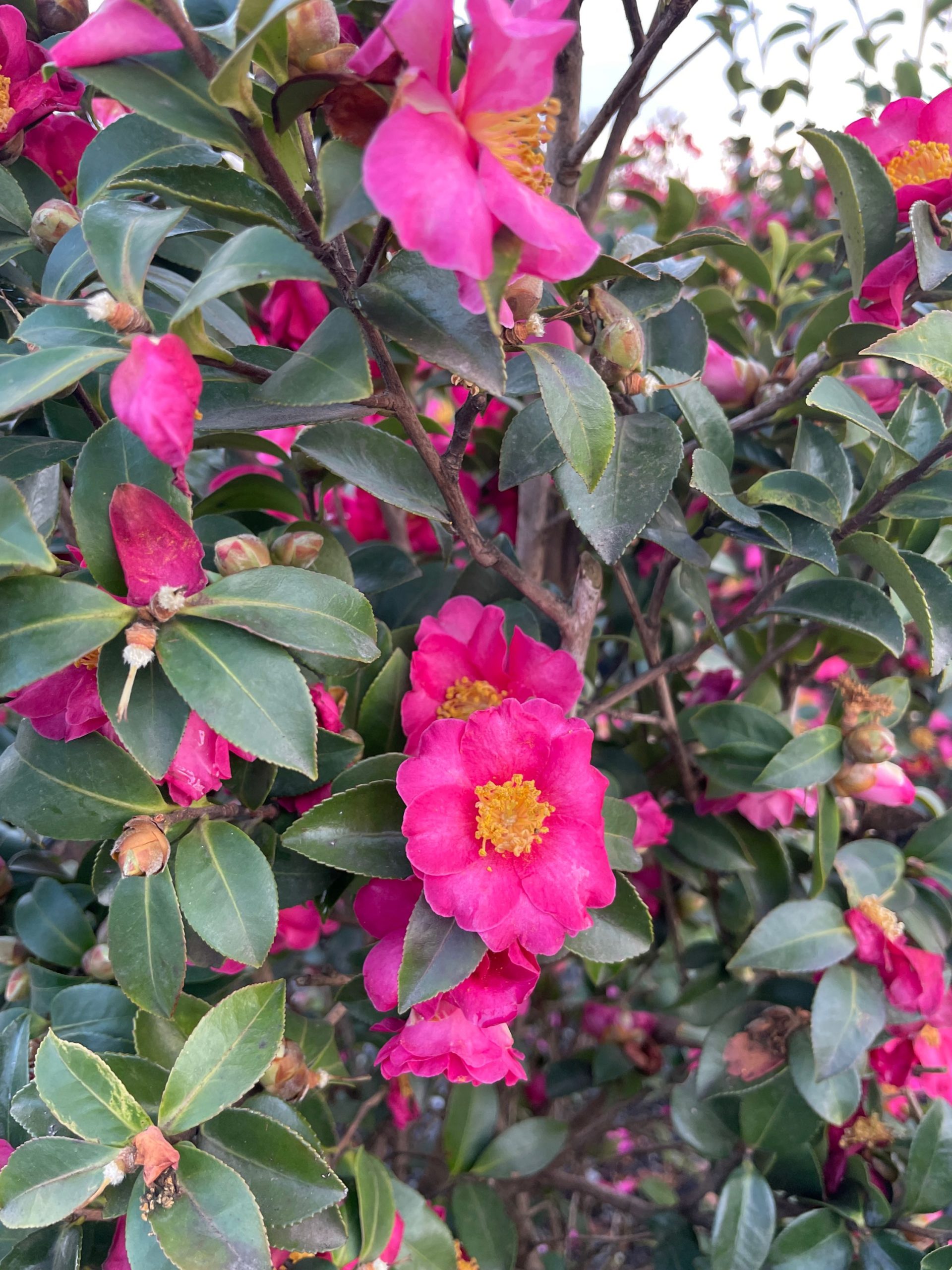 Camellia sasanqua 'KANJIRO-ROSA' Camellia sasanqua 'Kanjiro' (Kamellija) - slika 1