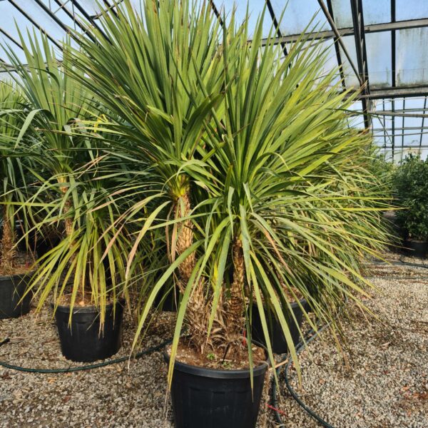 Cordyline australis – novozelandska kordilina