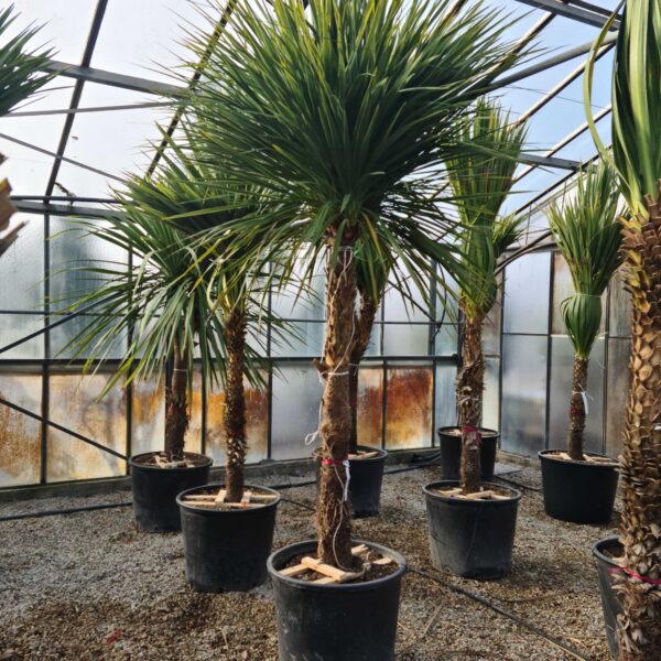 Cordyline australis – novozelandska kordilina