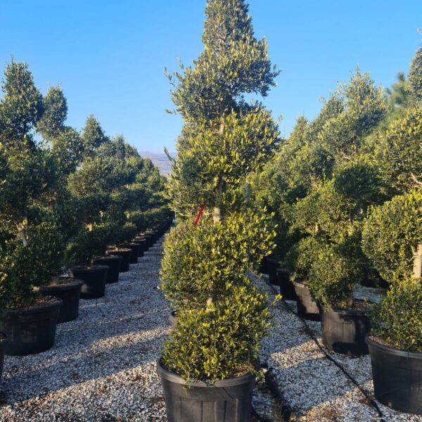 Olea europaea