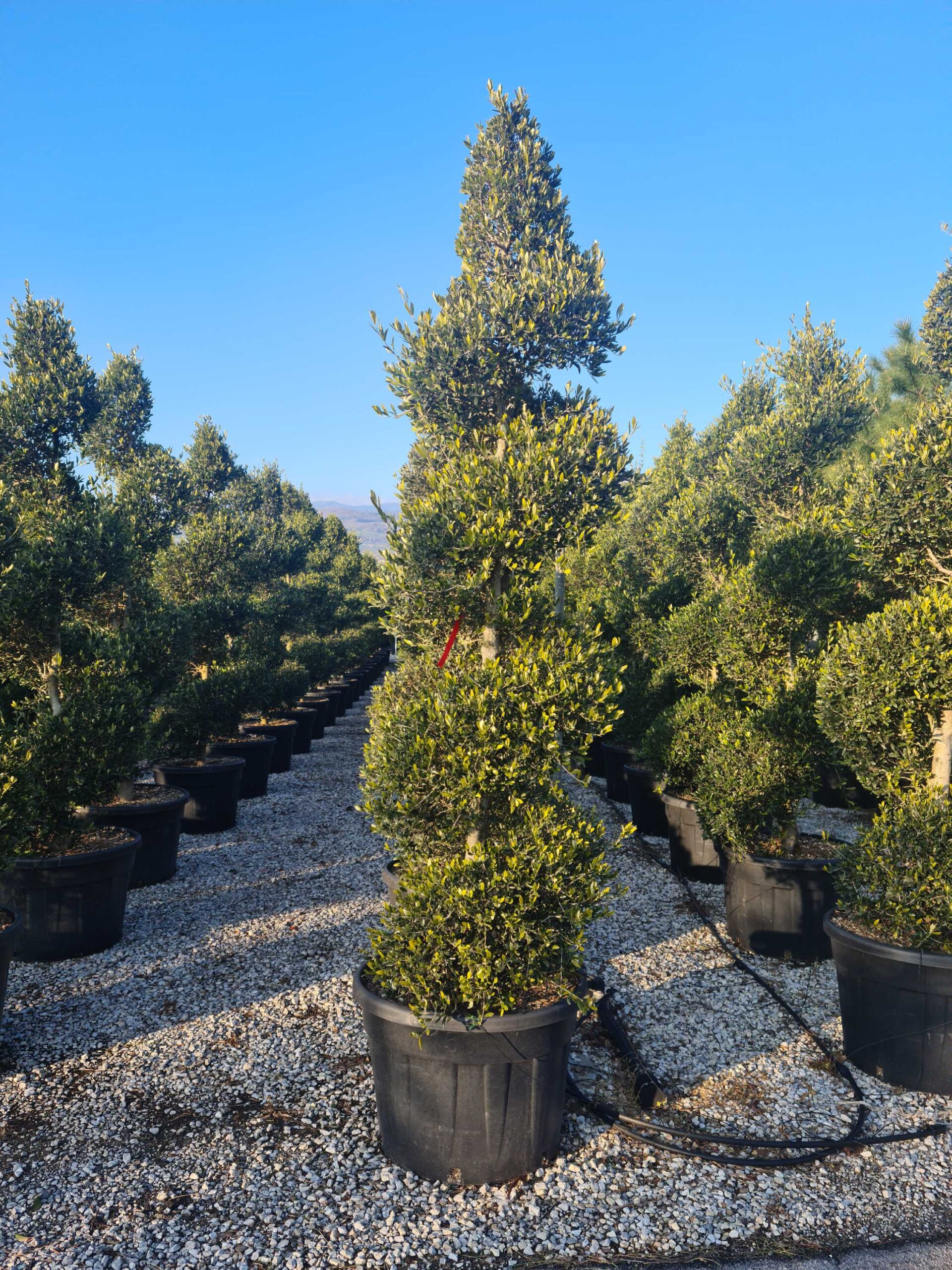 Olea europaea Olea europaea - slika 1