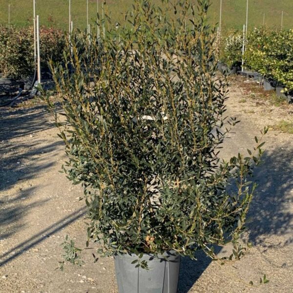 Phillyrea angustifolia