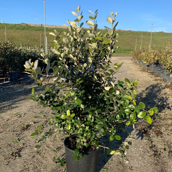 Feijoa sellowiana (Ananasova guava)