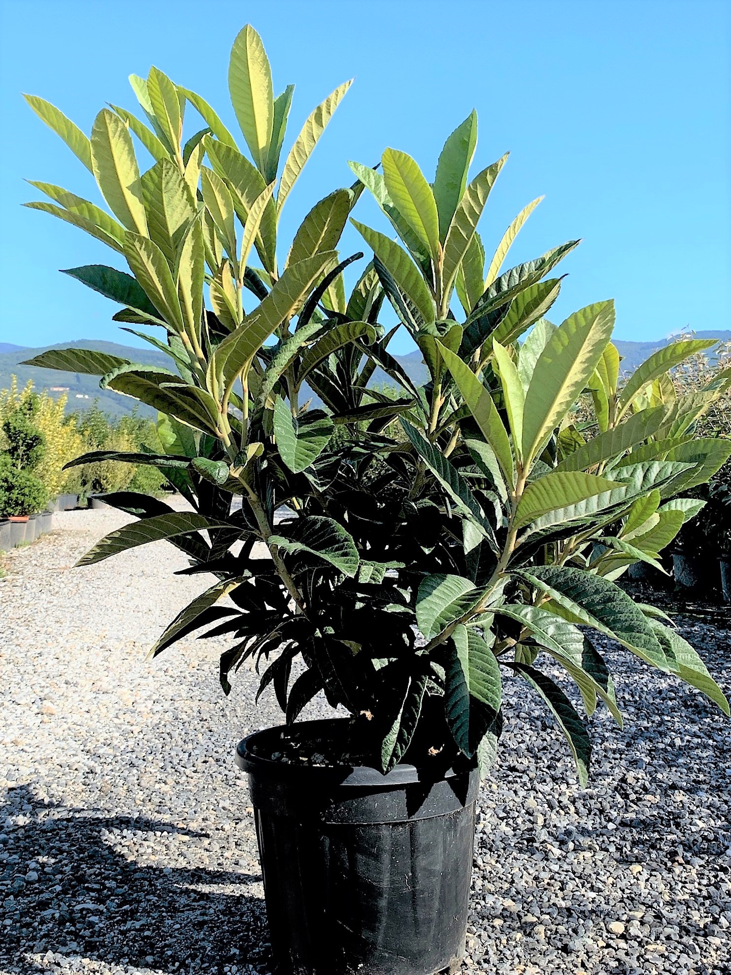 Eriobotrya japonica Eriobotrya japonica (Japonska nešplja) - slika 1