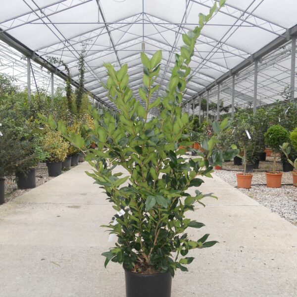 Ligustrum Texanum (Liguster Texanum)