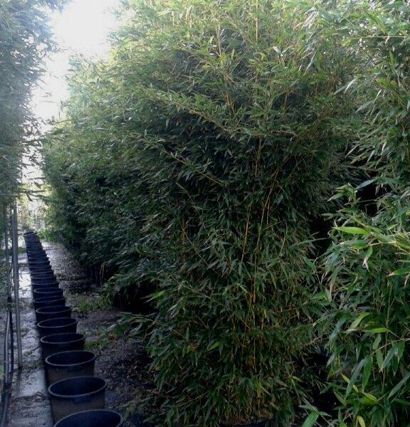 Bambusa phyllost 'AUREOSUL. SPECTABILIS'