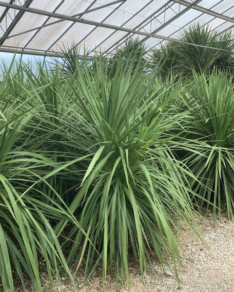 Cordyline australis – novozelandska kordilina