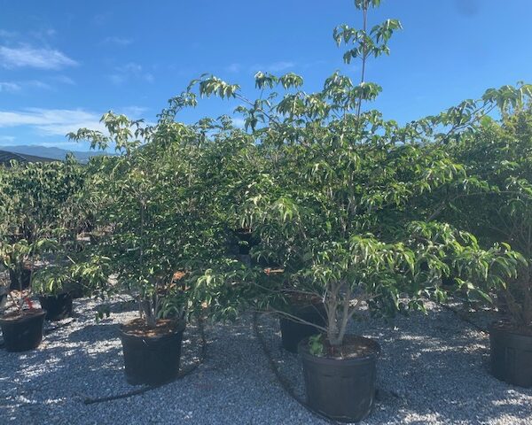 Cornus × VENUS