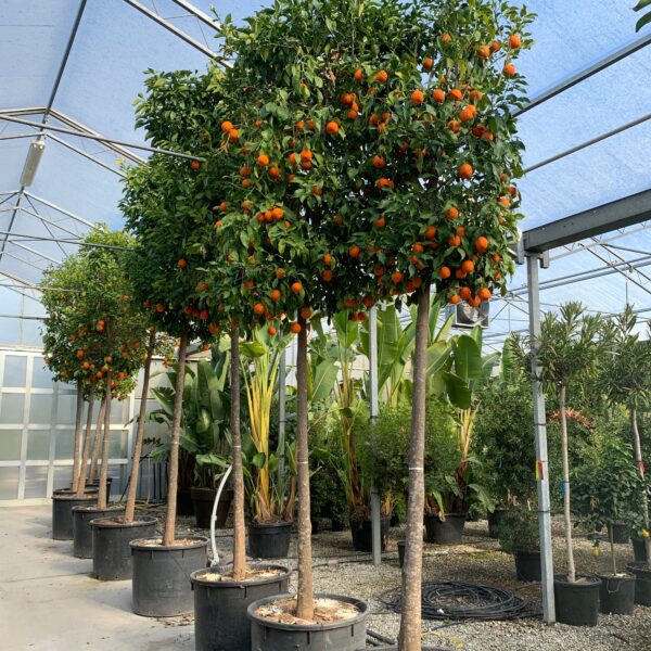 Citrus aurantifolia (Lime)