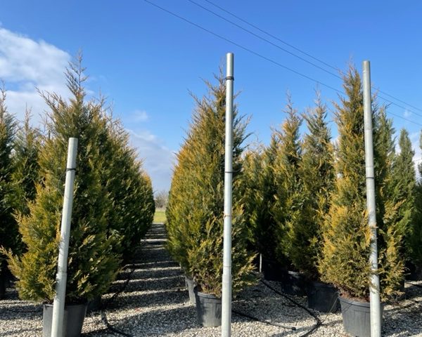 Cupressocyparis leylandii 'Castle Gold´ (Leylandova cipresa, oblikovana)