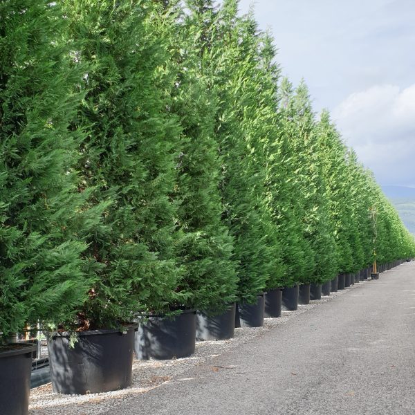 Cupressocyparis leylandii (Lejlandova cipresa)