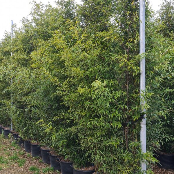 Bambusa phyllost 'NIGRA'