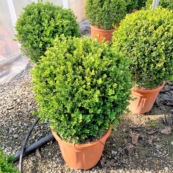 Buxus microphylla 'FAULKNER'