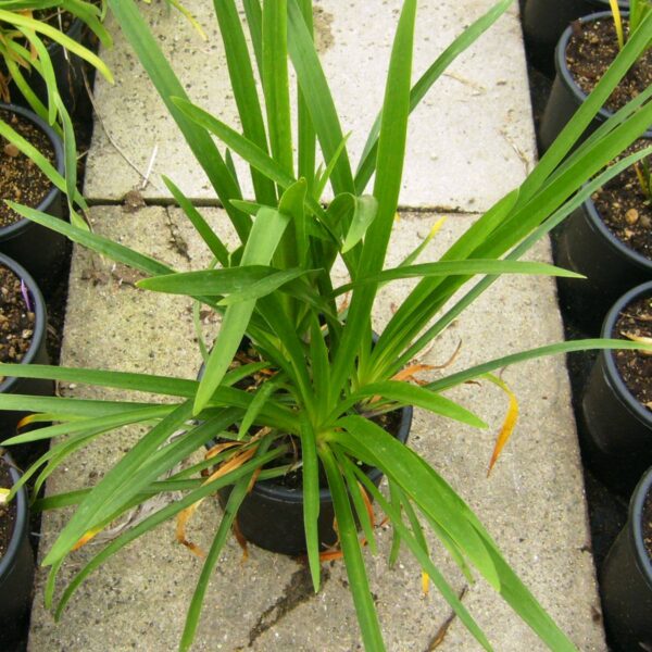 Agapanthus umbellatus 'ALBUS'