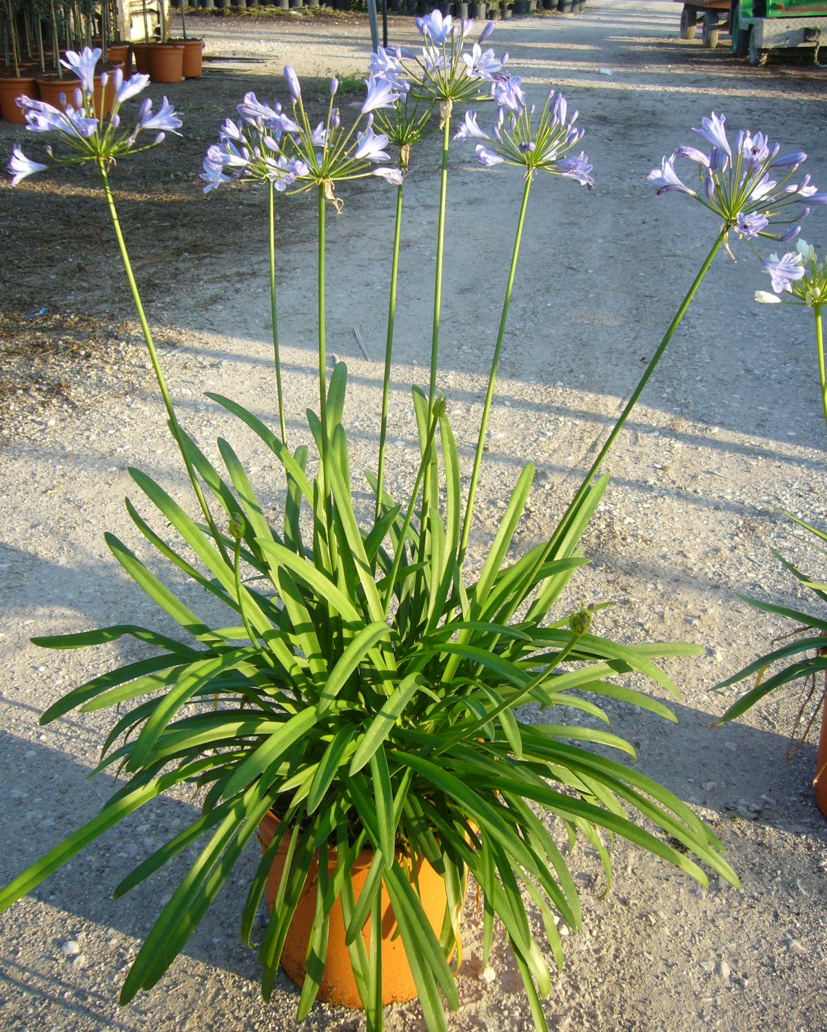 Agapanthus umbellatus 'ALBUS' Agapanthus umbellatus 'ALBUS' - slika 1