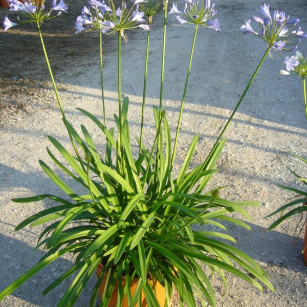Agapanthus umbellatus 'OVATUS'
