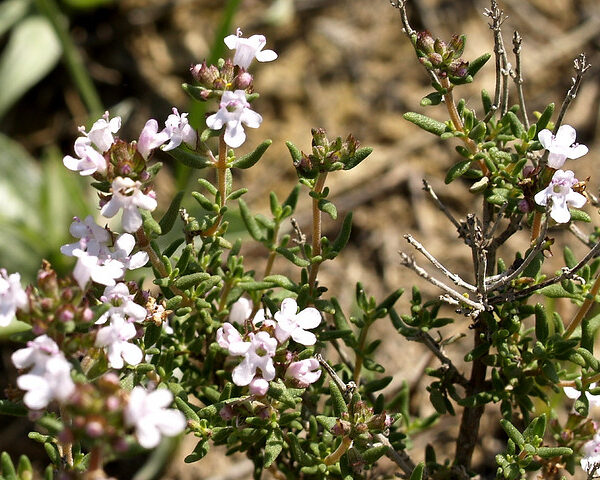 Thymus officinalis