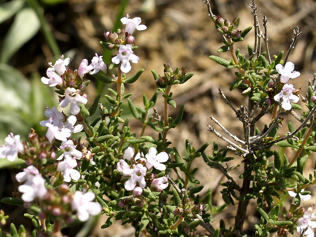 Thymus officinalis Thymus officinalis - slika 1
