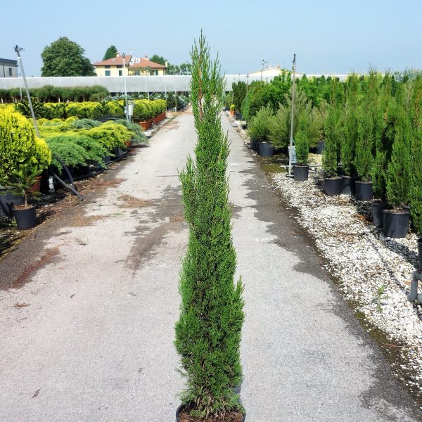 Cupressus sempervirens 'Pyramidalis' (Stebrasta cipresa)