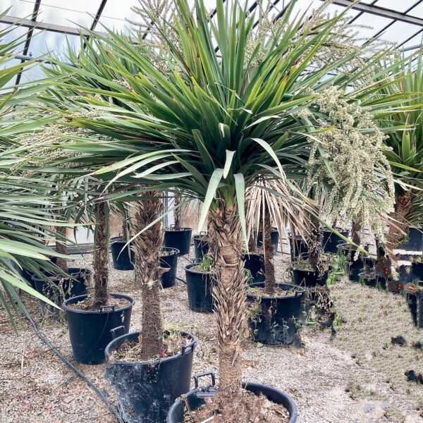 Cordyline australis – novozelandska kordilina