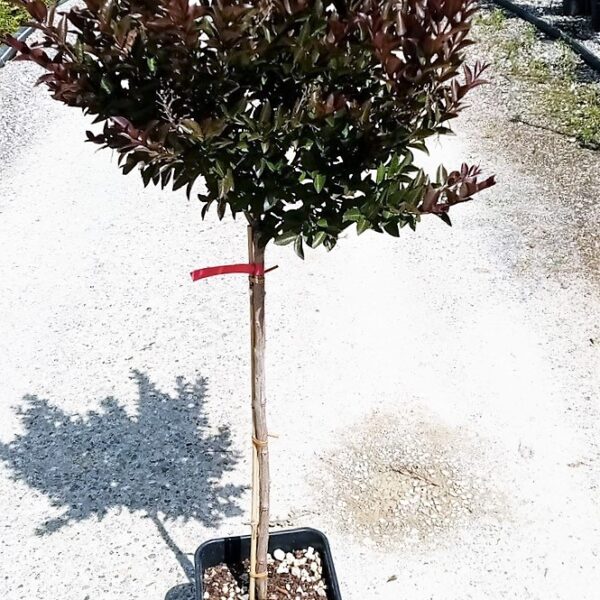 Lagerstroemia × DOUBLE ''FEATURE'