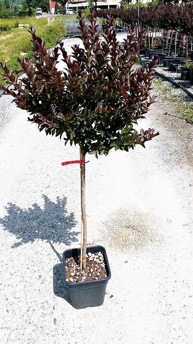 Lagerstroemia × DOUBLE 'FEATURE' Lagerstroemia × DOUBLE ''FEATURE' - slika 1