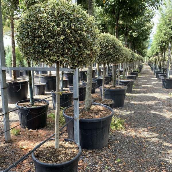 Ilex aquifolium 'ARGENTEOMARGINATA'