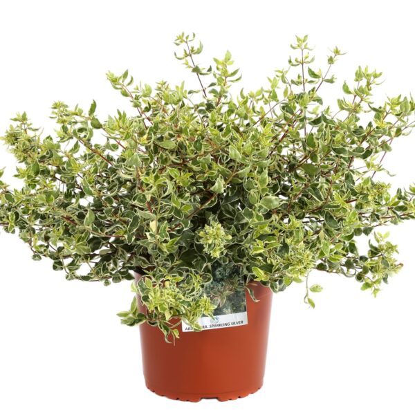 Abelia × GRANDIFLORA ''SPARKLING SILVER'