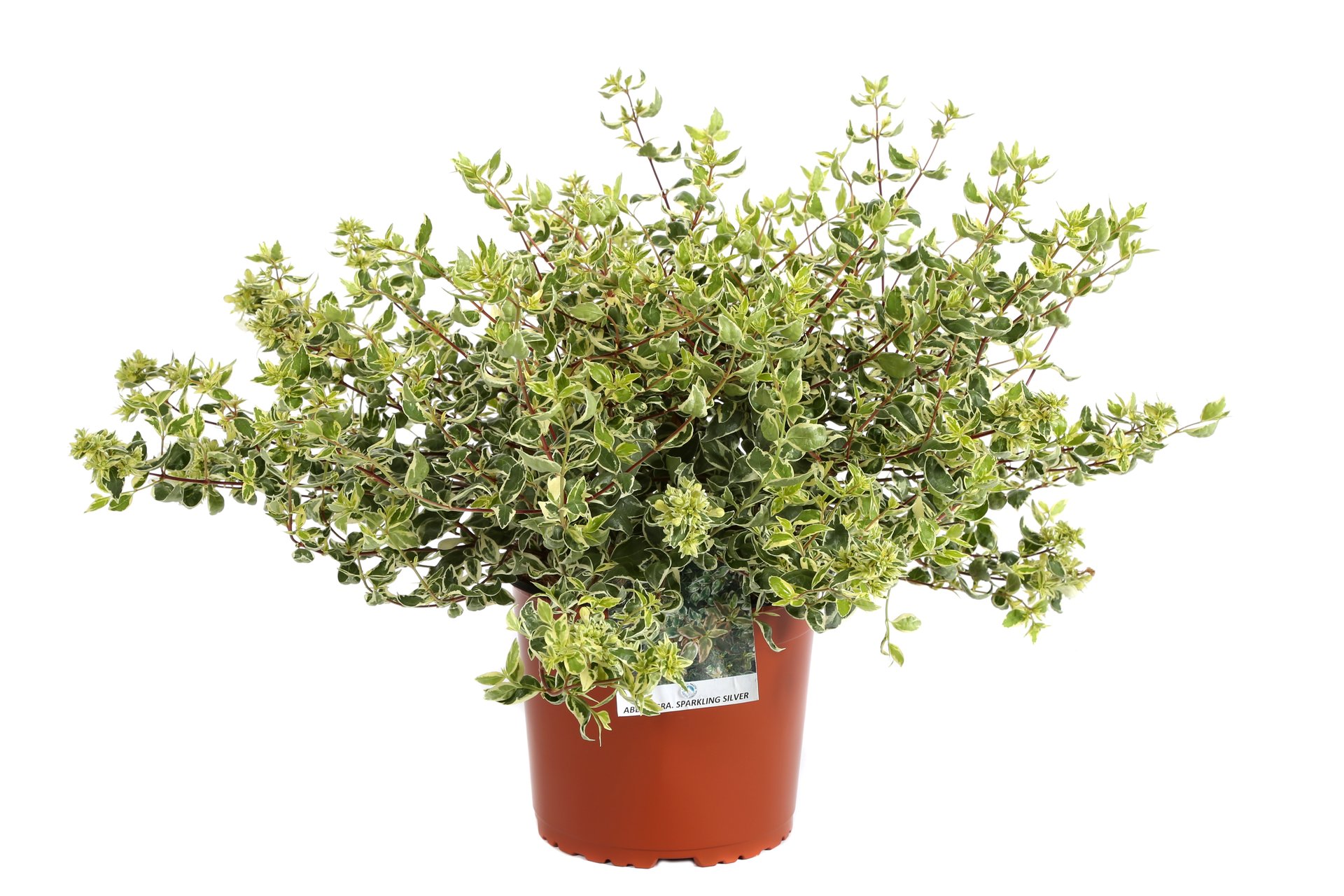 Abelia × GRANDIFLORA 'SPARKLING SILVER' Abelia × GRANDIFLORA ''SPARKLING SILVER' - slika 1