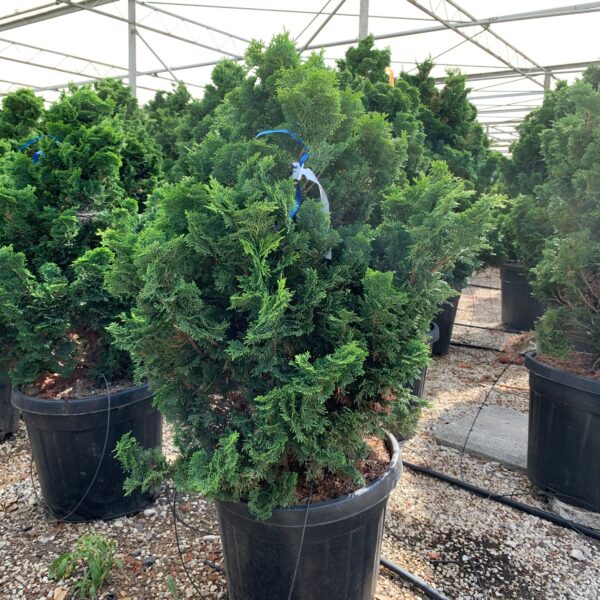 Chamaecyparis obtusa 'Nana Gracilis' (Školjkasta pacipresa)