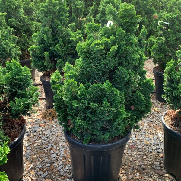 Chamaecyparis obtusa 'Nana Gracilis' (Školjkasta pacipresa)